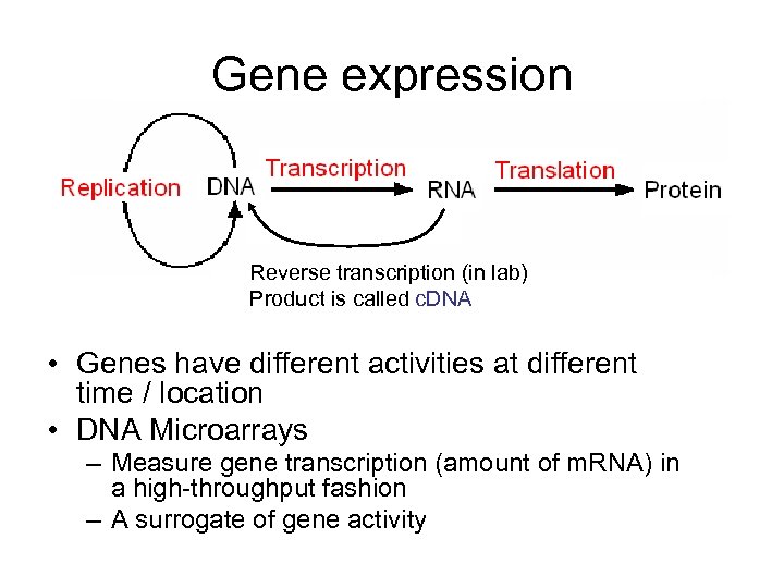 Gene expression Reverse transcription (in lab) Product is called c. DNA • Genes have