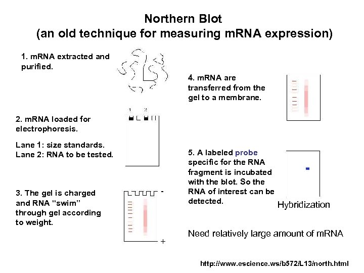 Northern Blot (an old technique for measuring m. RNA expression) 1. m. RNA extracted