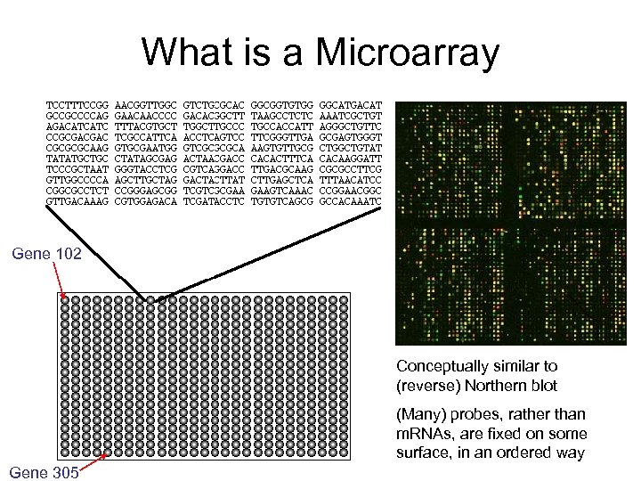 What is a Microarray Gene 102 Conceptually similar to (reverse) Northern blot (Many) probes,