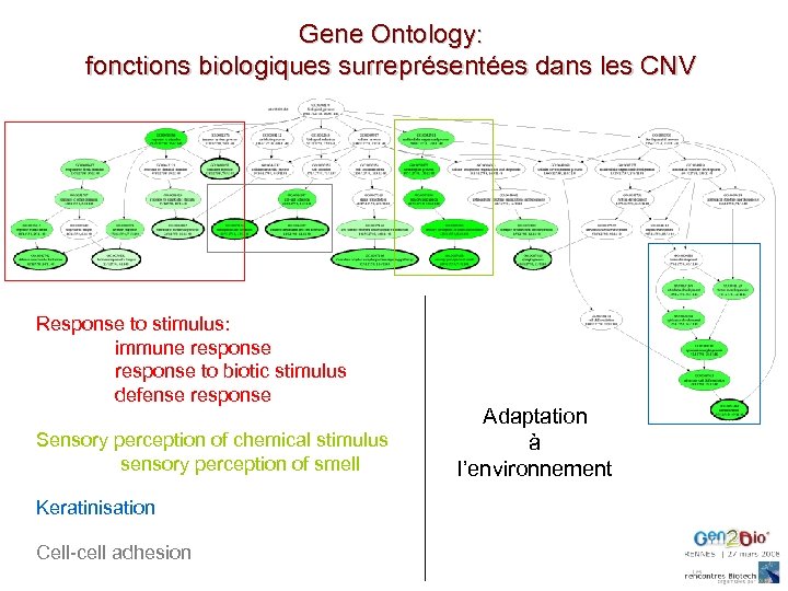 Gene Ontology: fonctions biologiques surreprésentées dans les CNV Response to stimulus: immune response to