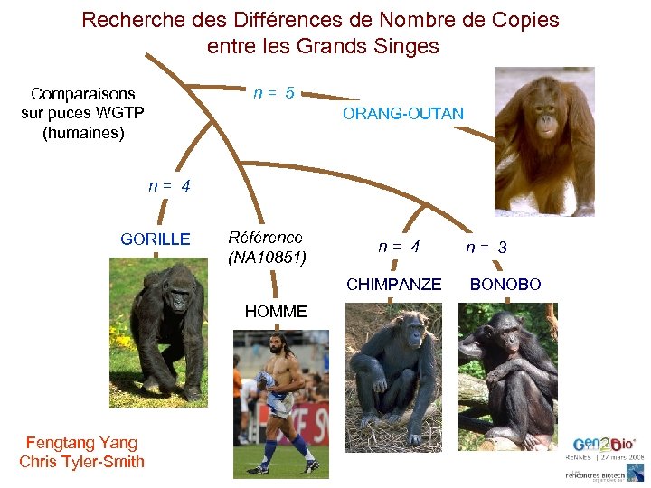 Recherche des Différences de Nombre de Copies entre les Grands Singes n= 5 Comparaisons