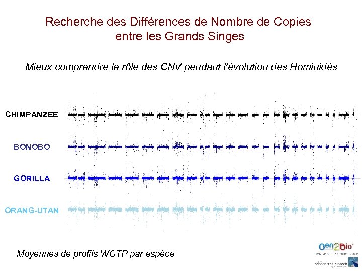 Recherche des Différences de Nombre de Copies entre les Grands Singes Mieux comprendre le