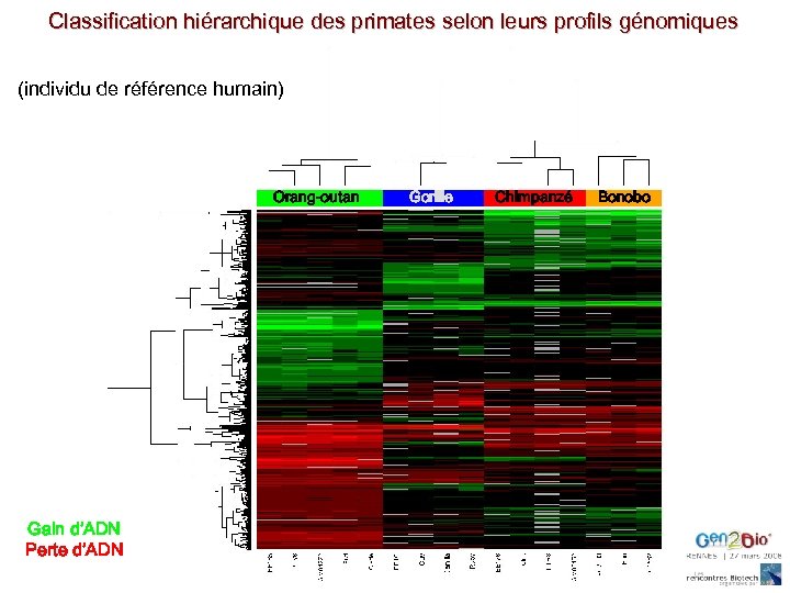 Classification hiérarchique des primates selon leurs profils génomiques (individu de référence humain) Orang-outan Gain