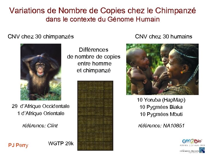 Variations de Nombre de Copies chez le Chimpanzé dans le contexte du Génome Humain