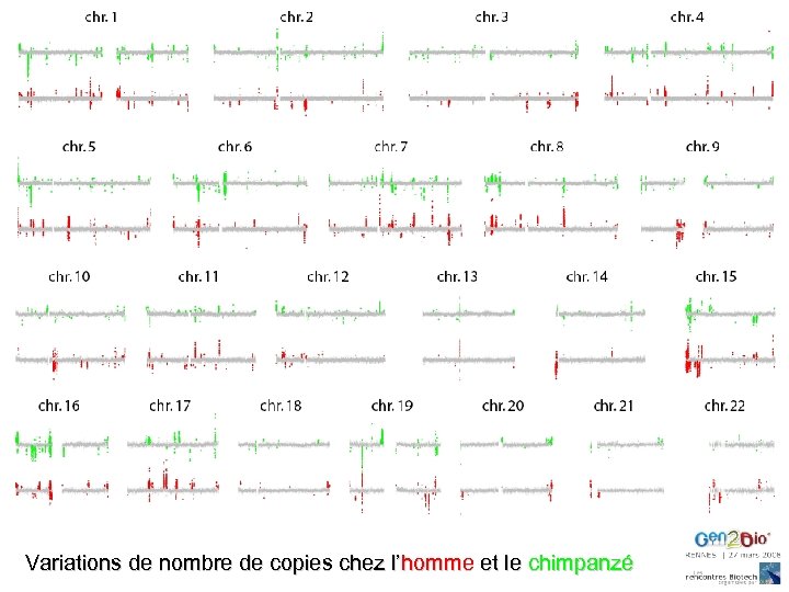 Variations de nombre de copies chez l’homme et le chimpanzé 