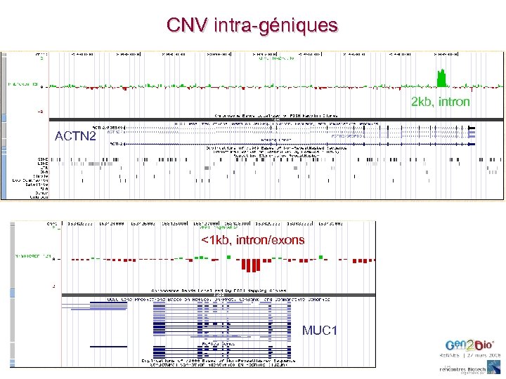 CNV intra-géniques 2 kb, intron ACTN 2 <1 kb, intron/exons MUC 1 