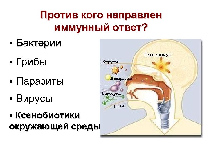 Против кого направлен иммунный ответ? Бактерии Грибы Паразиты Вирусы Ксенобиотики окружающей среды 
