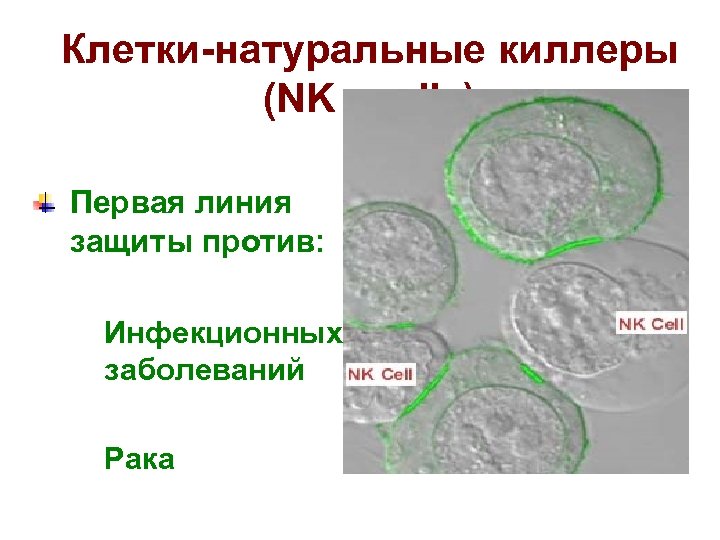 Клетки-натуральные киллеры (NK - cells) Первая линия защиты против: • Инфекционных заболеваний • Рака