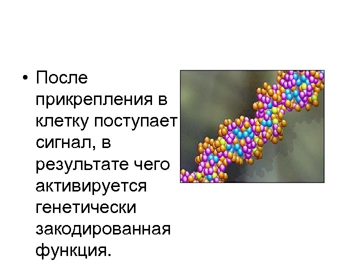  • После прикрепления в клетку поступает сигнал, в результате чего активируется генетически закодированная