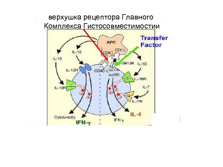 верхушка рецептора Главного Комплекса Гистосовместимостии 