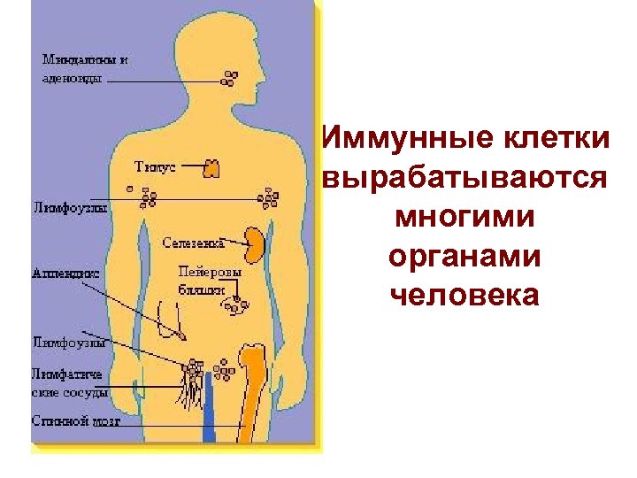 Иммунные клетки вырабатываются многими органами человека 