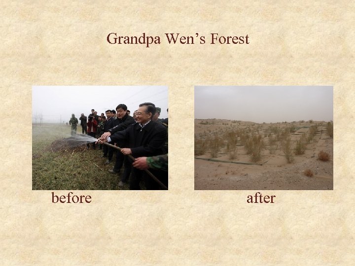 Grandpa Wen’s Forest before after 