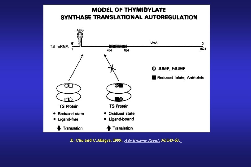 E. Chu and C. Allegra. 1999. Adv Enzyme Regul. 36: 143 -63. 