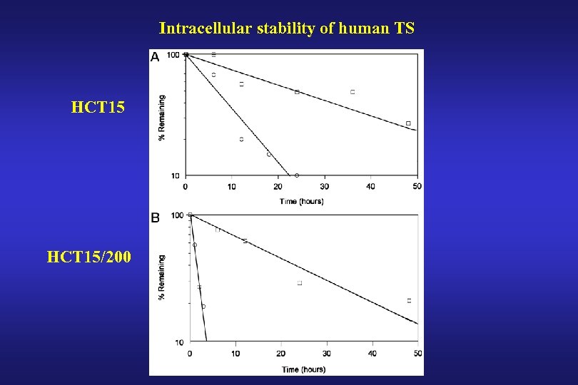 Intracellular stability of human TS HCT 15/200 