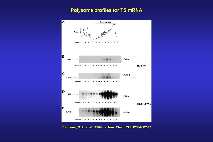 Polysome profiles for TS m. RNA Kitchens, M. E. et al. 1999. J. Biol.