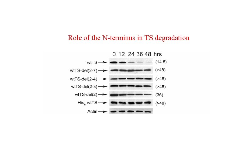 Role of the N-terminus in TS degradation 