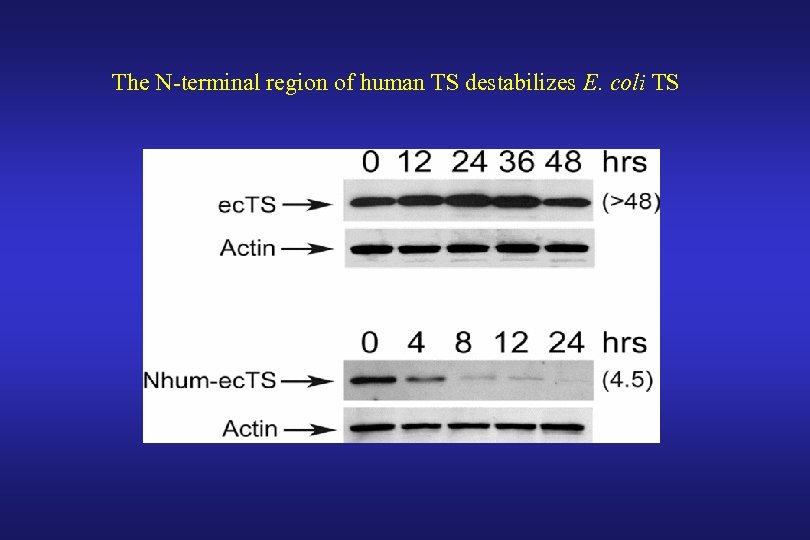 The N-terminal region of human TS destabilizes E. coli TS 