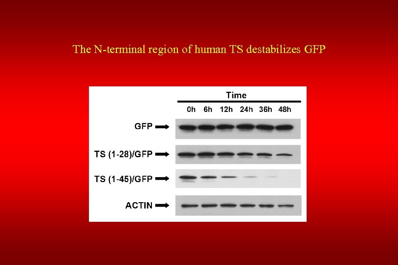 The N-terminal region of human TS destabilizes GFP 