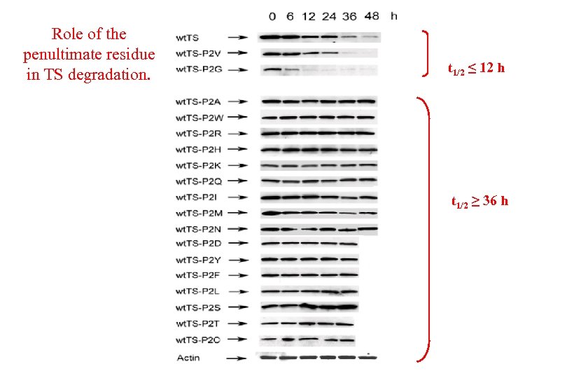 Role of the penultimate residue in TS degradation. t 1/2 ≤ 12 h t