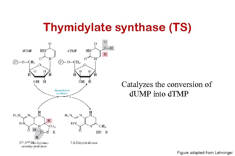 Thymidylate synthase (TS) Catalyzes the conversion of d. UMP into d. TMP Figure adapted