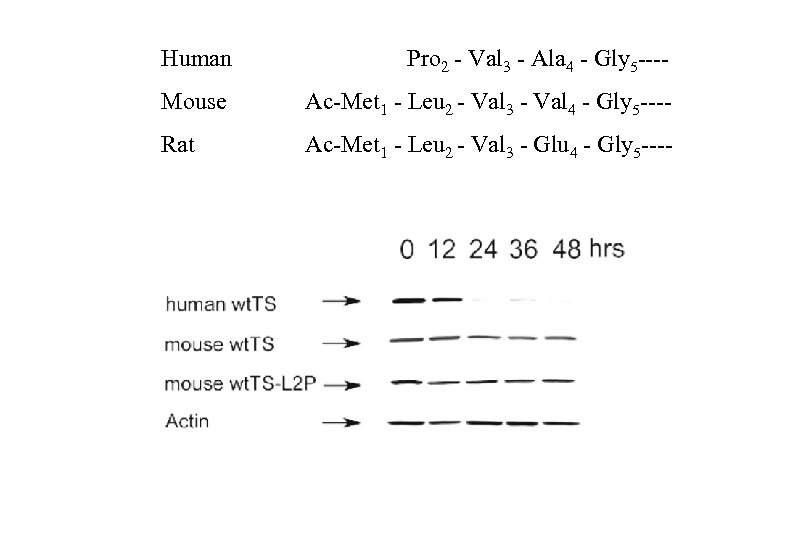 Human Pro 2 - Val 3 - Ala 4 - Gly 5 ---- Mouse