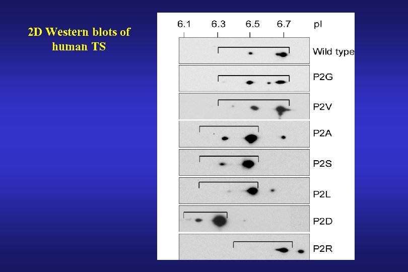 2 D Western blots of human TS 