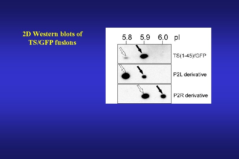 2 D Western blots of TS/GFP fusions 