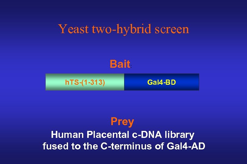 Yeast two-hybrid screen Bait: h. TS-(1 -313) Gal 4 -BD Prey Human Placental c-DNA