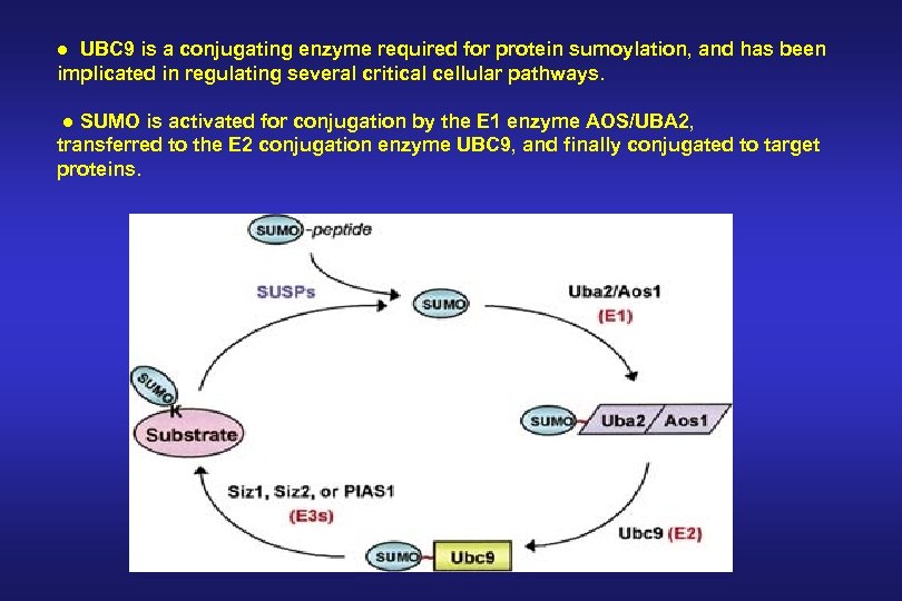 ● UBC 9 is a conjugating enzyme required for protein sumoylation, and has been