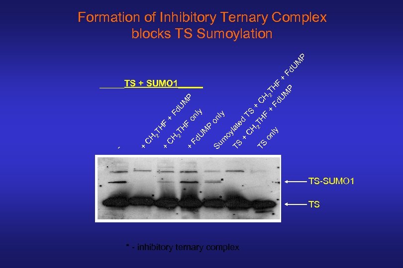 HF + * * - inhibitory ternary complex TS on ly 2 T TS