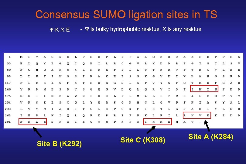 Consensus SUMO ligation sites in TS Ψ-K-X-E - Ψ is bulky hydrophobic residue, X