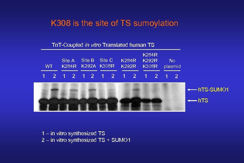 K 308 is the site of TS sumoylation Tn. T-Coupled in vitro Translated human