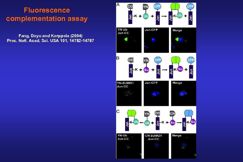 Fluorescence complementation assay Fang, Deyu and Kerppola (2004) Proc. Natl. Acad. Sci. USA 101,