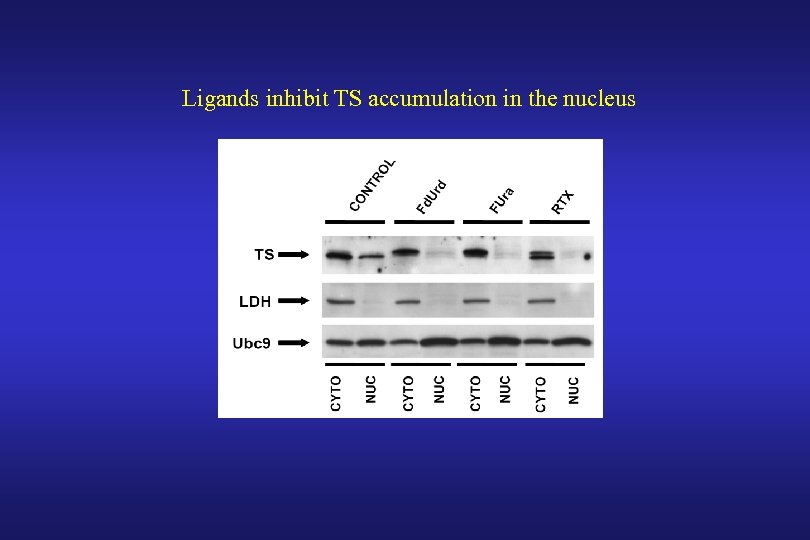 Ligands inhibit TS accumulation in the nucleus 