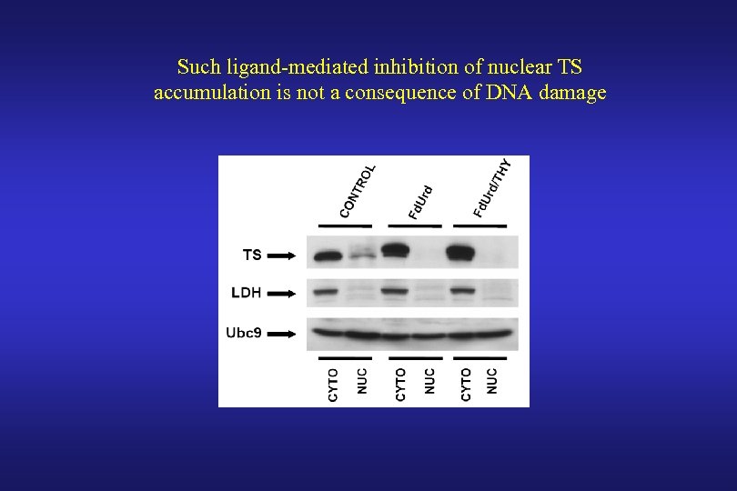 Such ligand-mediated inhibition of nuclear TS accumulation is not a consequence of DNA damage