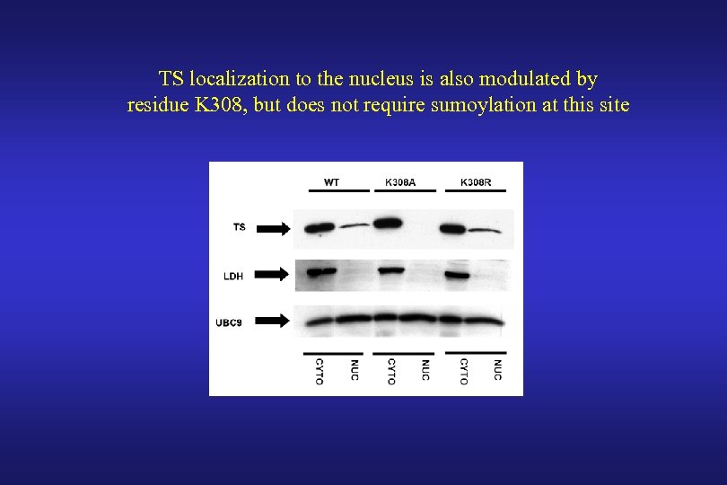 TS localization to the nucleus is also modulated by residue K 308, but does