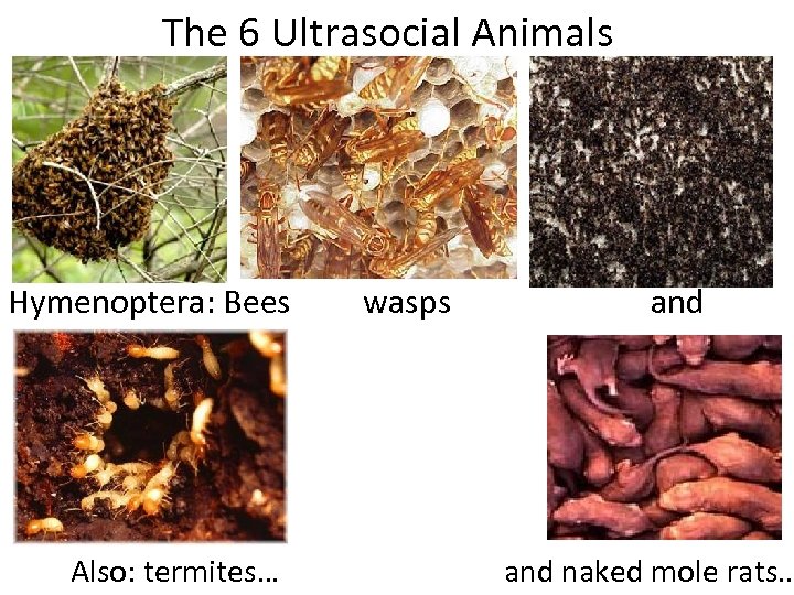 The 6 Ultrasocial Animals Hymenoptera: Bees wasps and ants Also: termites… and naked mole