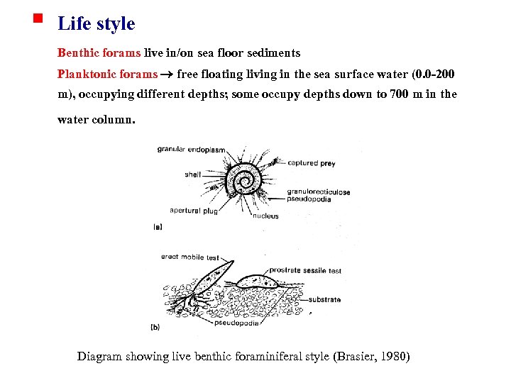 § Life style Benthic forams live in/on sea floor sediments Planktonic forams free floating