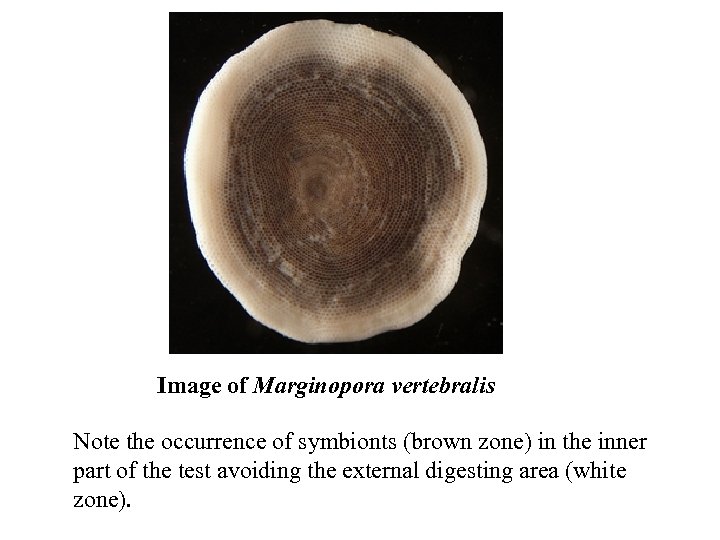 Image of Marginopora vertebralis Note the occurrence of symbionts (brown zone) in the inner