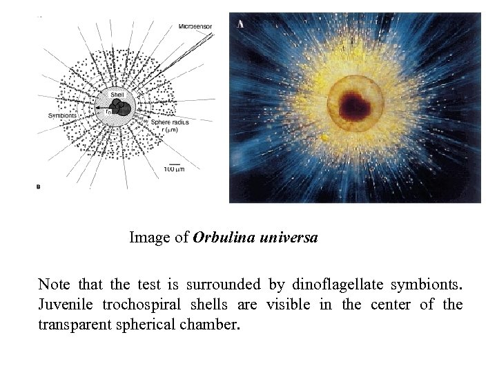 Image of Orbulina universa Note that the test is surrounded by dinoflagellate symbionts. Juvenile