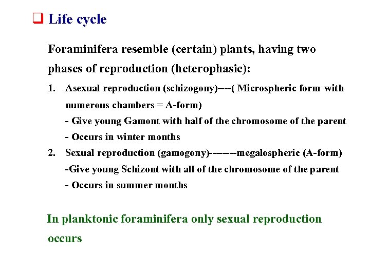 q Life cycle Foraminifera resemble (certain) plants, having two phases of reproduction (heterophasic): 1.