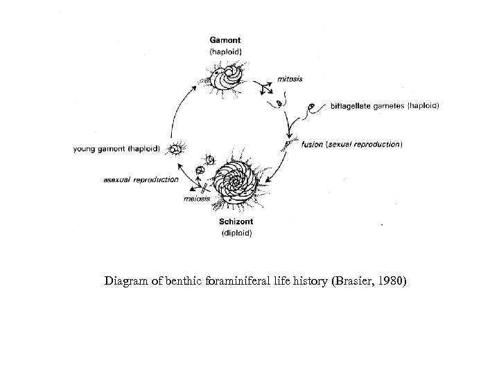 Diagram of benthic foraminiferal life history (Brasier, 1980) 