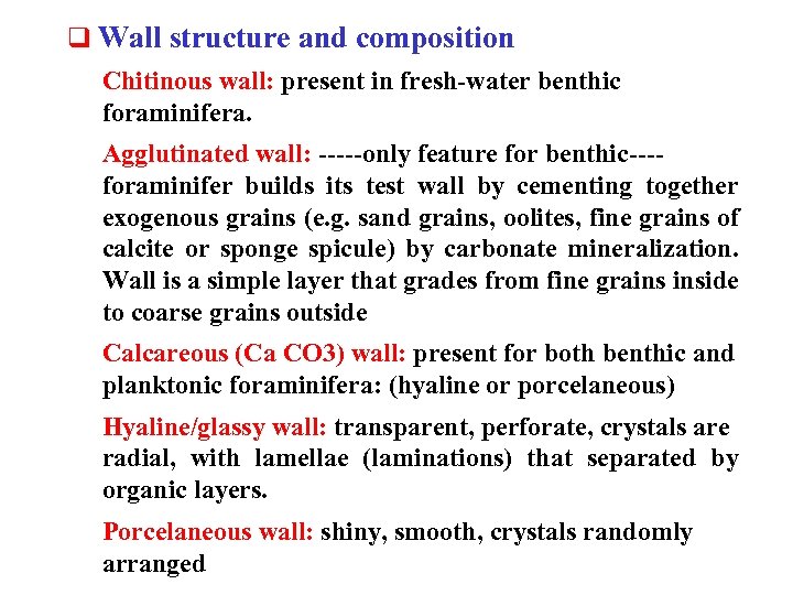 q Wall structure and composition Chitinous wall: present in fresh-water benthic foraminifera. Agglutinated wall: