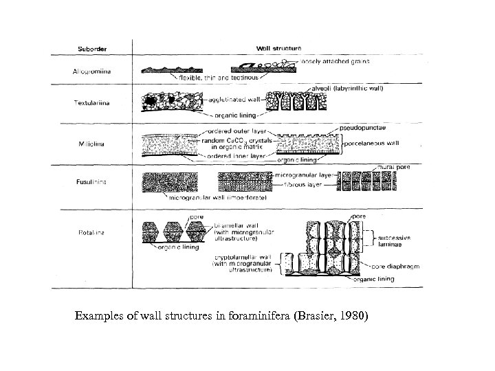 Examples of wall structures in foraminifera (Brasier, 1980) 