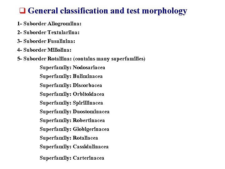 q General classification and test morphology 1 - Suborder Allogromiina: 2 - Suborder Textulariina: