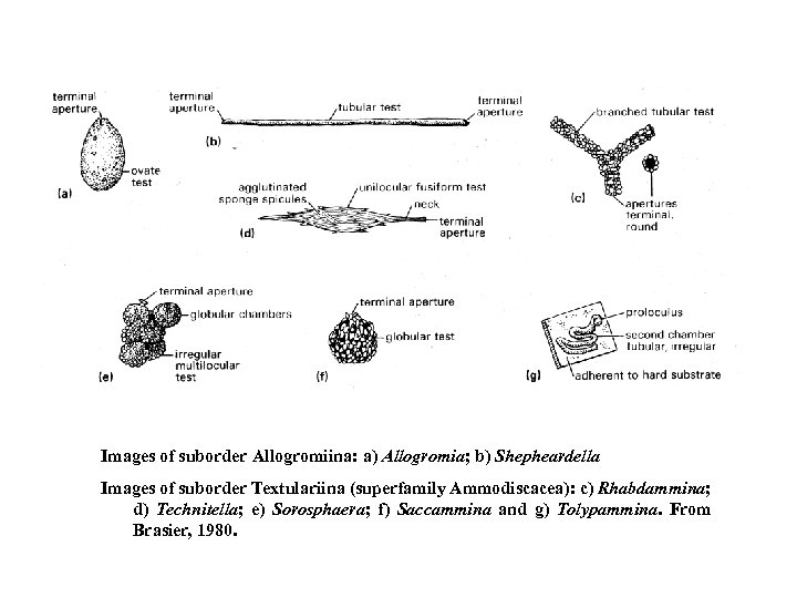 Images of suborder Allogromiina: a) Allogromia; b) Shepheardella Images of suborder Textulariina (superfamily Ammodiscacea):