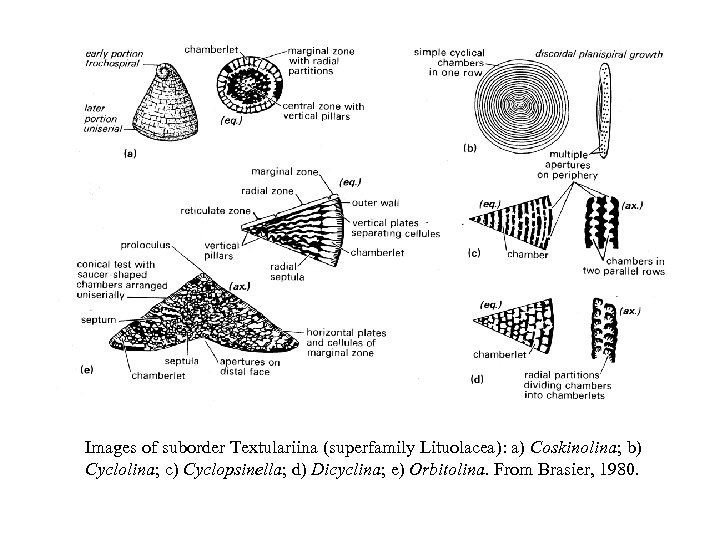 Images of suborder Textulariina (superfamily Lituolacea): a) Coskinolina; b) Cyclolina; c) Cyclopsinella; d) Dicyclina;