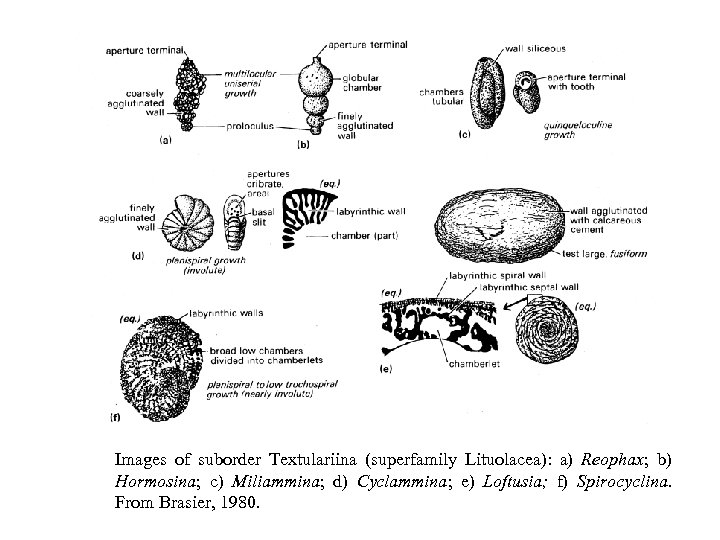 Images of suborder Textulariina (superfamily Lituolacea): a) Reophax; b) Hormosina; c) Miliammina; d) Cyclammina;