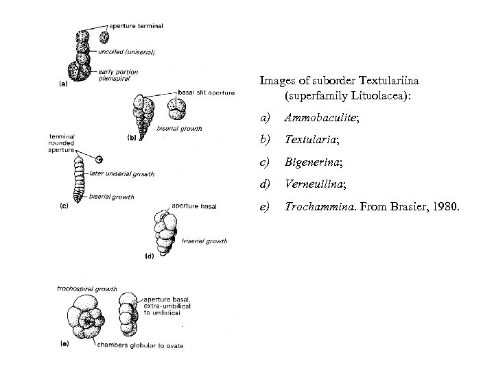 Images of suborder Textulariina (superfamily Lituolacea): a) Ammobaculite; b) Textularia; c) Bigenerina; d) Verneuilina;