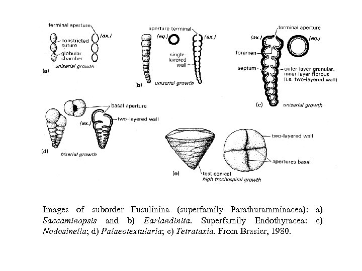 Images of suborder Fusulinina (superfamily Parathuramminacea): a) Saccaminopsis and b) Earlandinita. Superfamily Endothyracea: c)